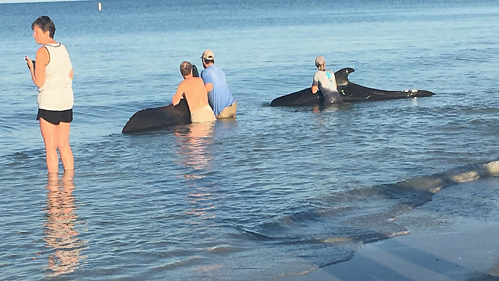 Beached whales 