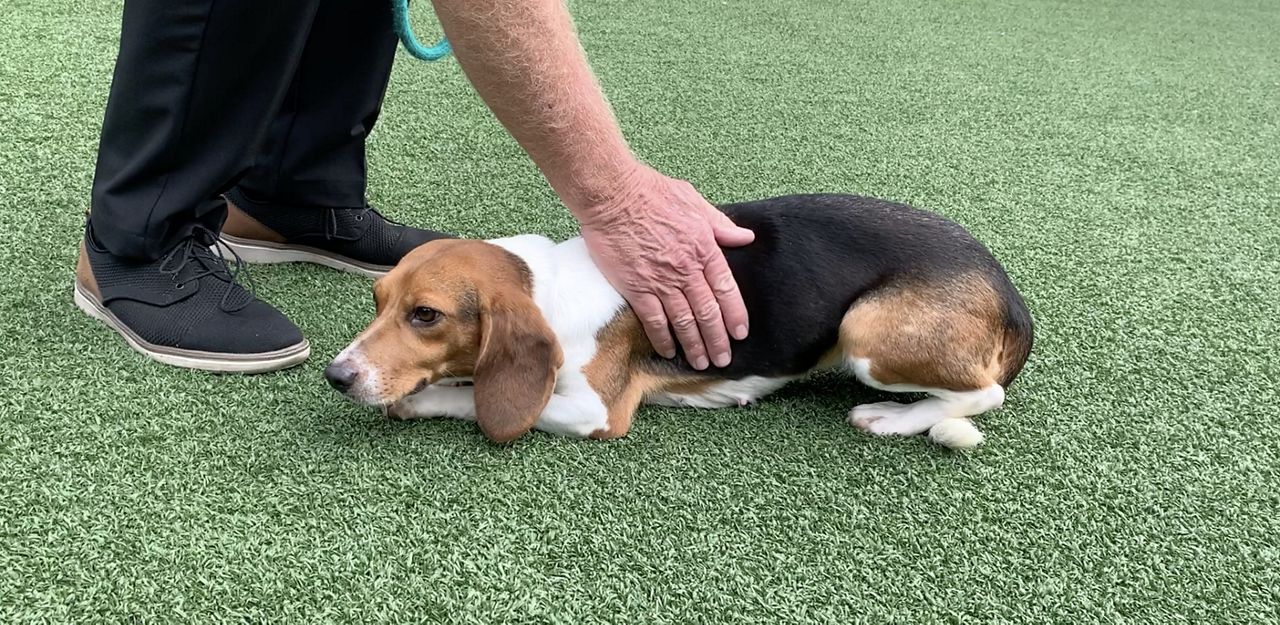 Cincinnati SPCA takes in rescued beagles from Virginia