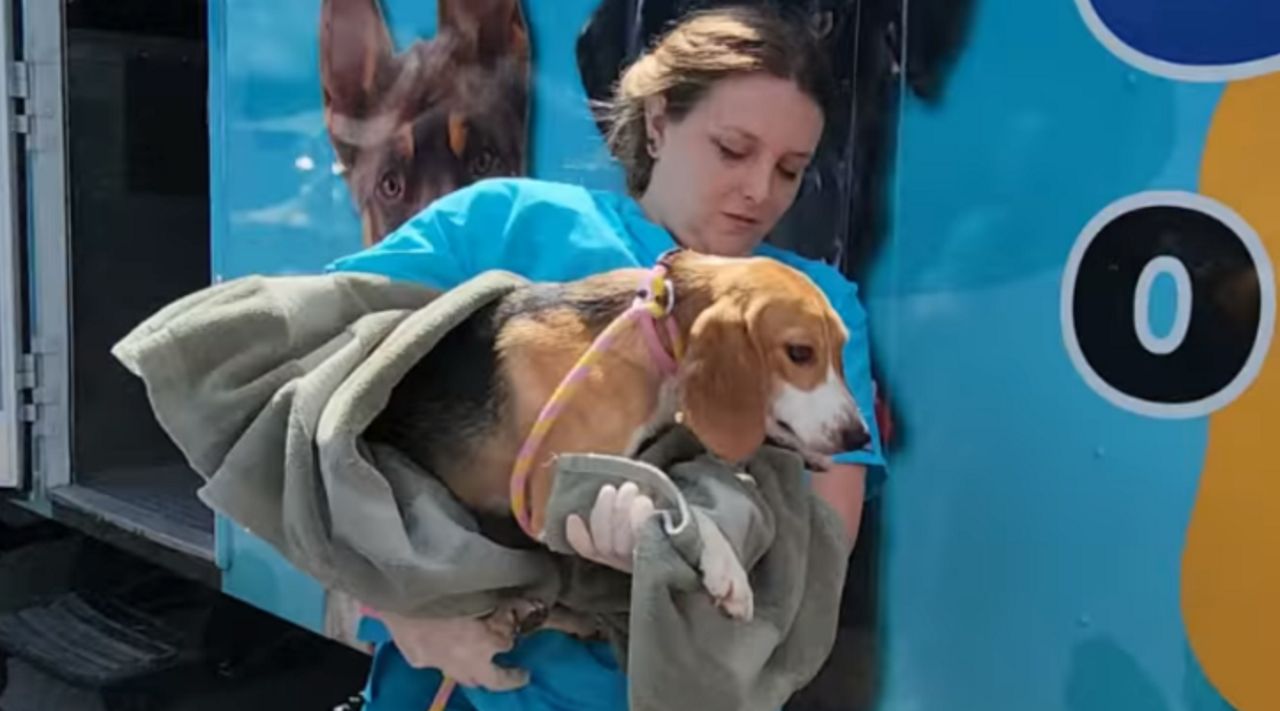 Rescued beagles arrive at APA in Missouri