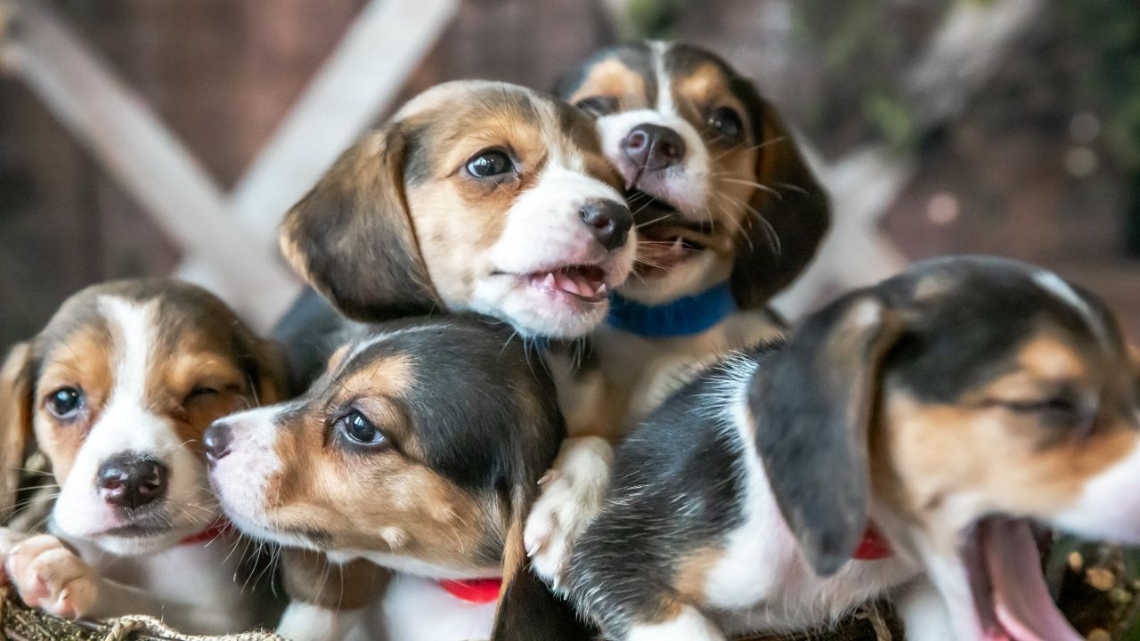 Beagles near best sale me for adoption