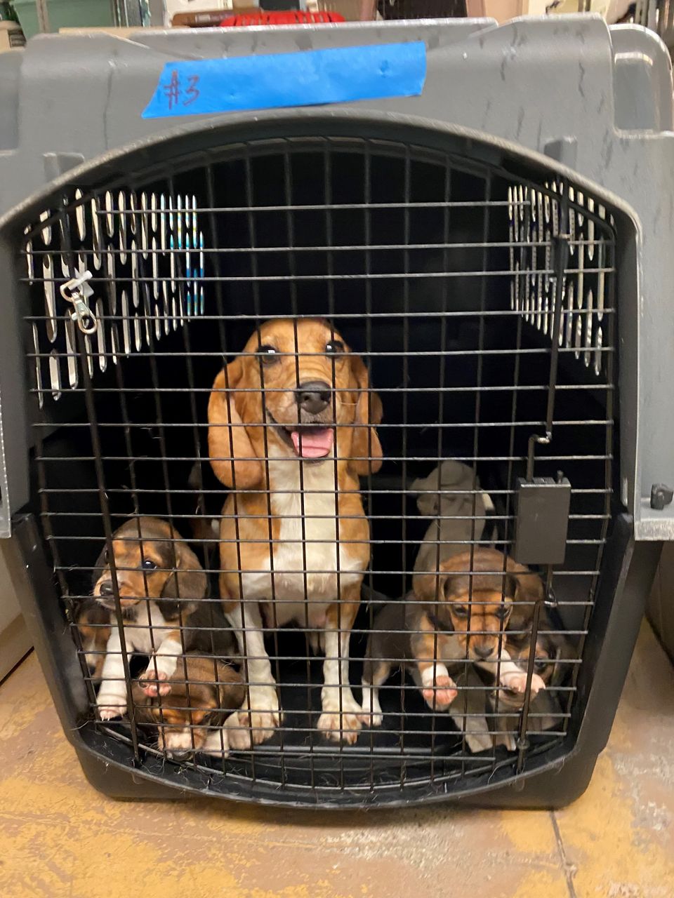Wisconsin Humane Society rescues 62 beagles