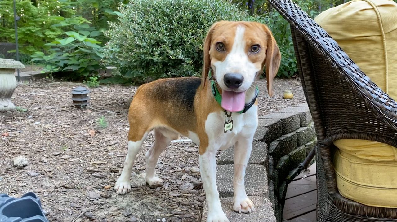 Beagles rescued from massbreeding facility are now ready for adoption