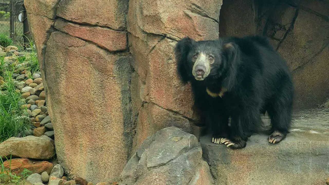 Sloth Bear  San Diego Zoo Animals & Plants