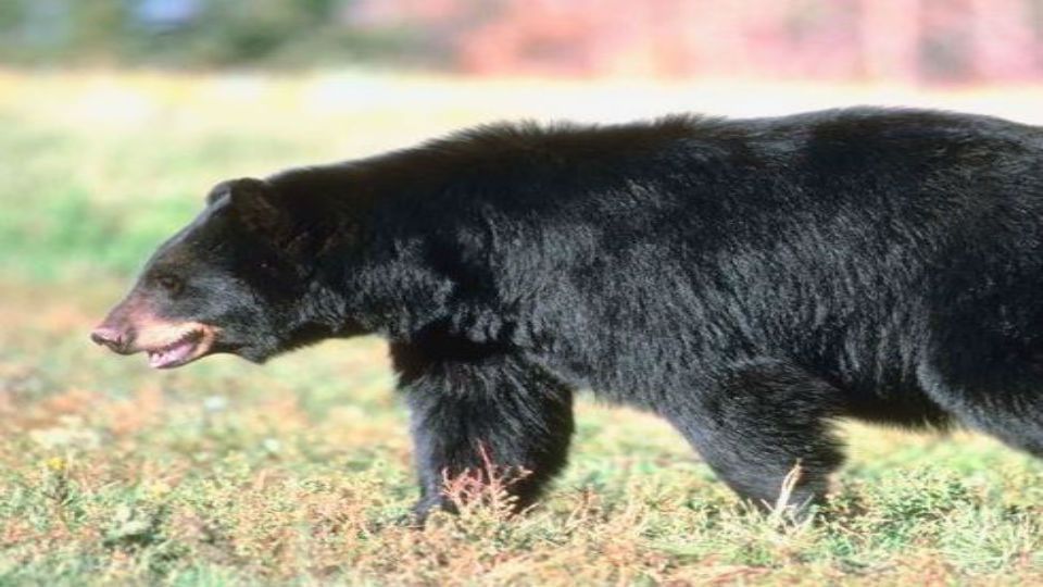 The new bear-proof containers will cost $50, but that price goes down to $25 if 10 neighbors on the same street agree to use the trashcans. (File photo)