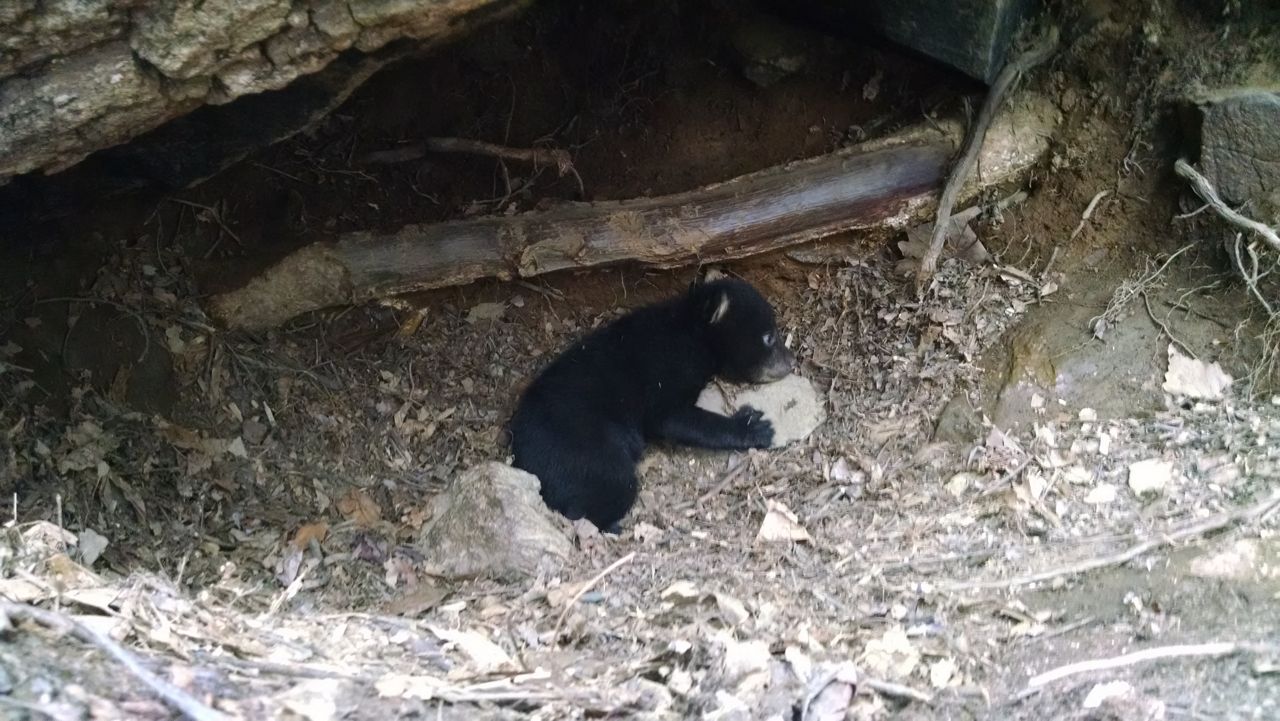 Find a Bear Den, Leave it Alone - N.C. Wildlife Resources Commission