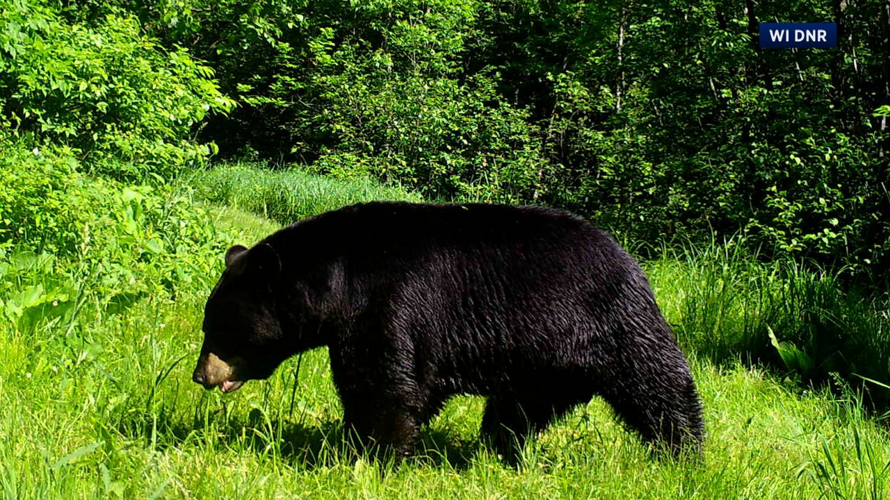 Multiple bear sightings in southern Wisconsin