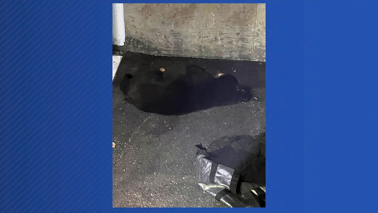A black bear, after being tranquilized, lies in the parking garage of the Portland Harbor Hotel in downtown Portland Friday morning. (Portland Police Department)