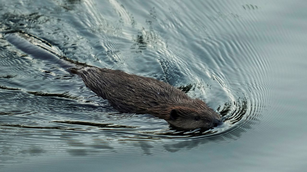 A beaver swims in Napa Creek on July 19, 2023, in Napa, Calif. (AP Photo/Godofredo A. Vásquez)