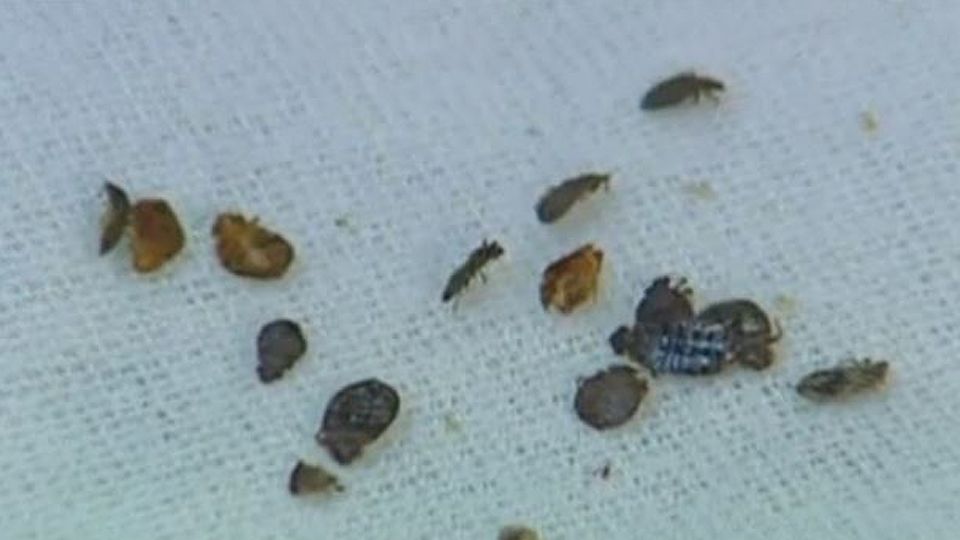 Bed bugs (Spectrum News file image)