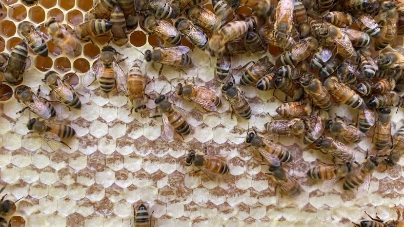 It's not just you – even bees can get sticky when handling honey - BBC  Science Focus Magazine