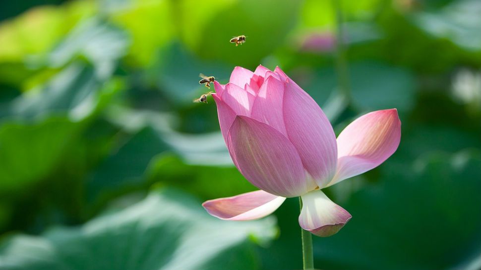 FILE- Several bees prepare for a landing on a lotus flower. 