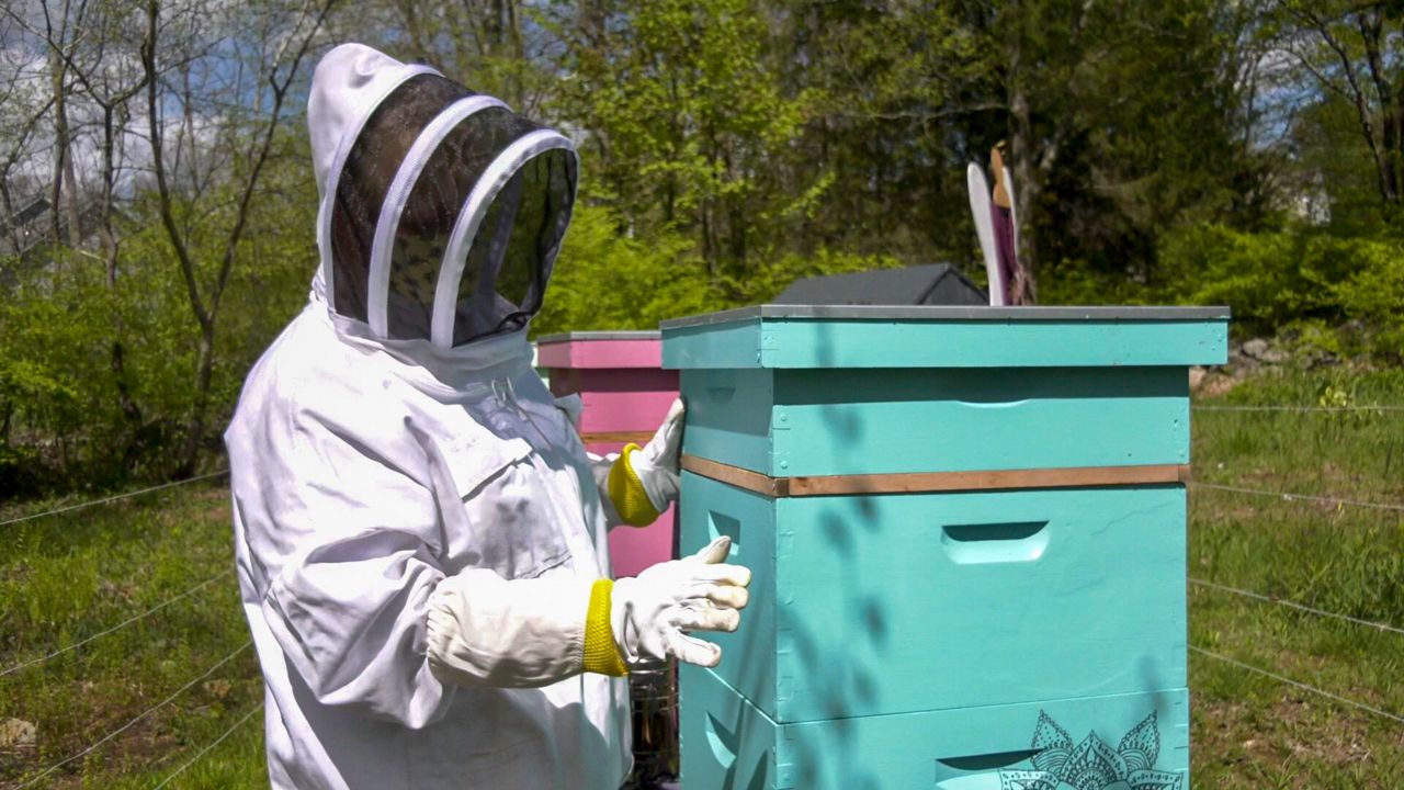 beekeeper-s-hives-in-good-shape-for-busy-bee-season