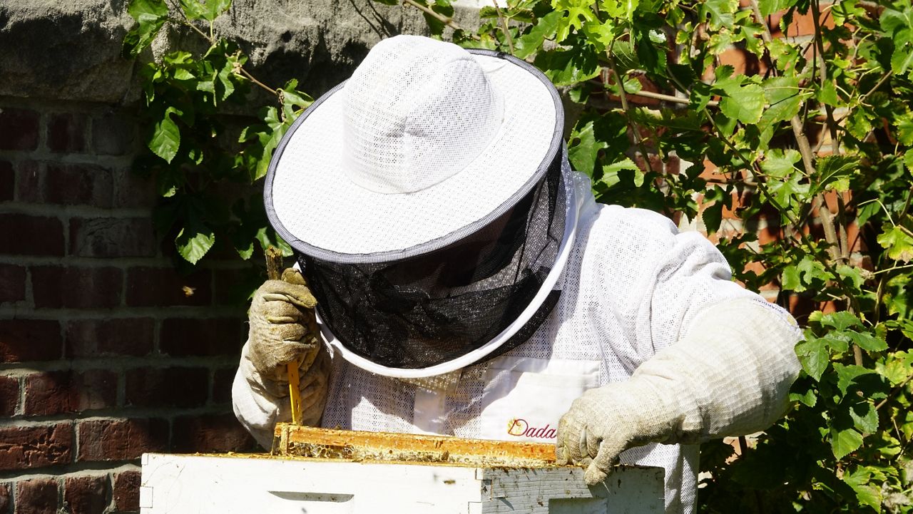 Donning a sting-proof suit, University of Louisville beekeeping intern tends to a beehive (Spectrum News 1/Mason Brighton)