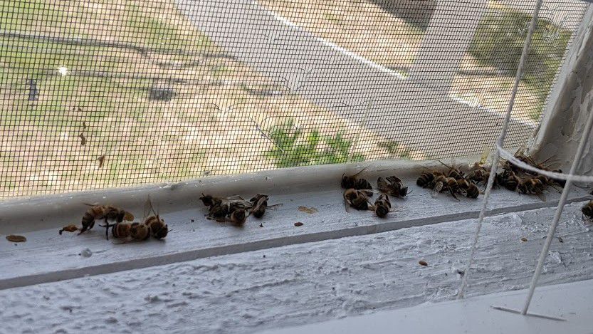 Kawanan Lebah Menyerang Dapur Pria Florida St Petersburg
