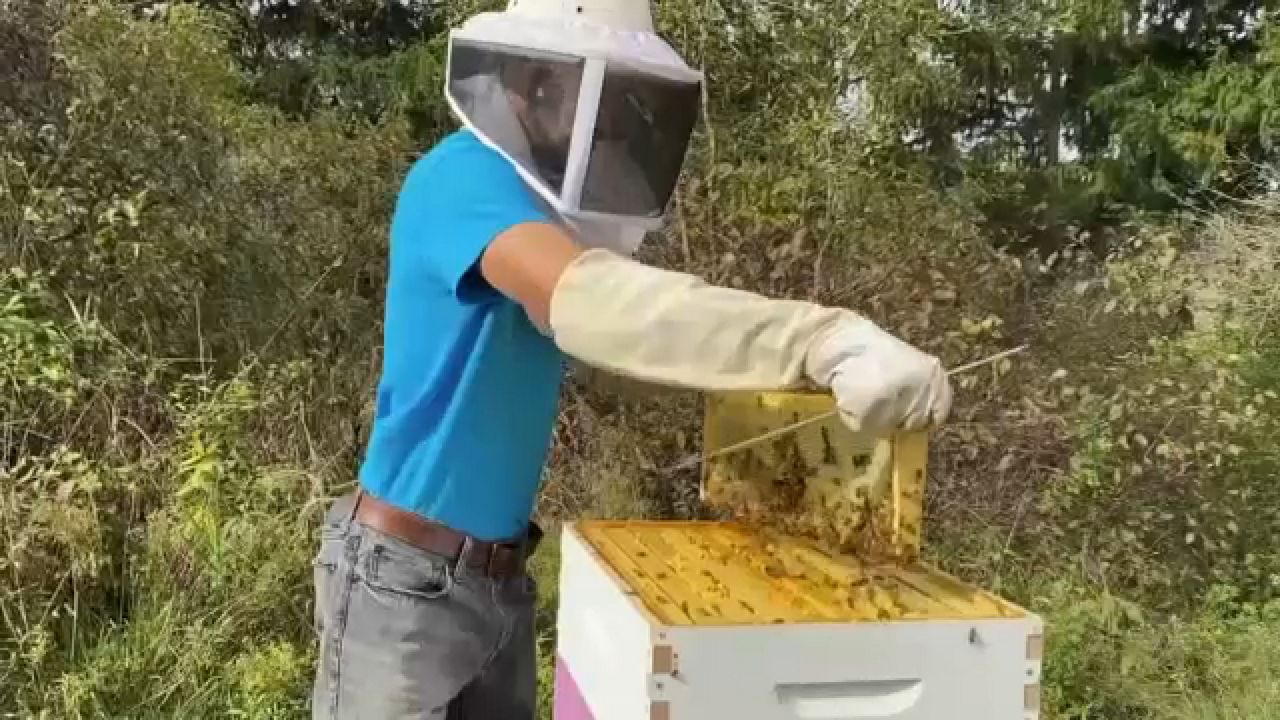 What Fairytale Farms in East Aurora is doing to prevent loss of honey ...