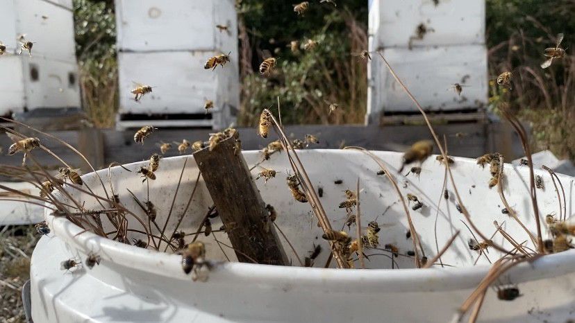 Beekeeper Hubert Lowe is feeding his bees to stimulate them after the spray.  (Spectrum News 1/Natalie Mooney)