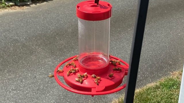 Bees at the hummingbird feeder