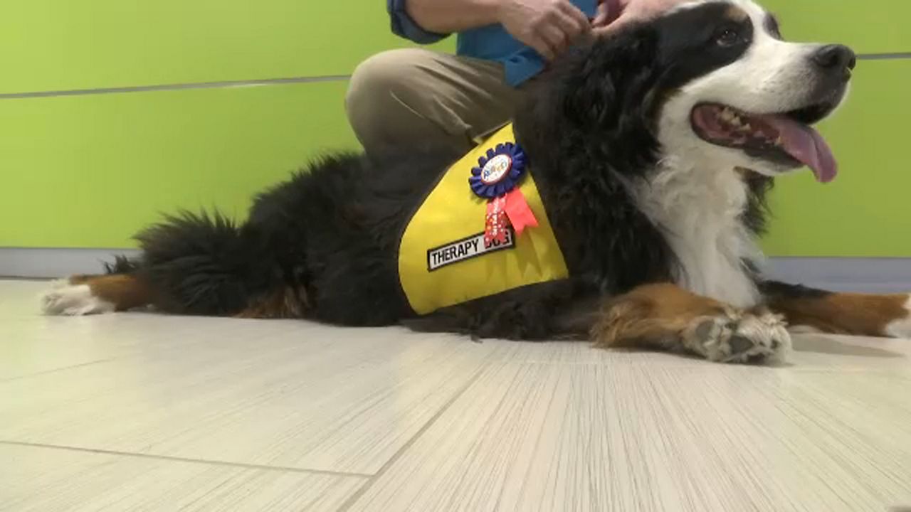 Cancer Therapy Dog Retires After Three Years of Service