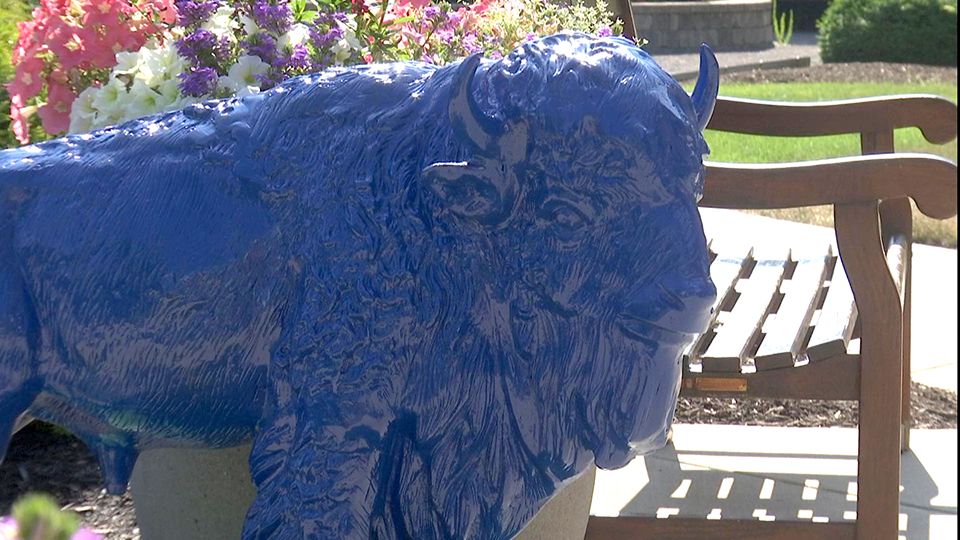 Small buffalo statues are Roswell Park's 'Herd of Hope'