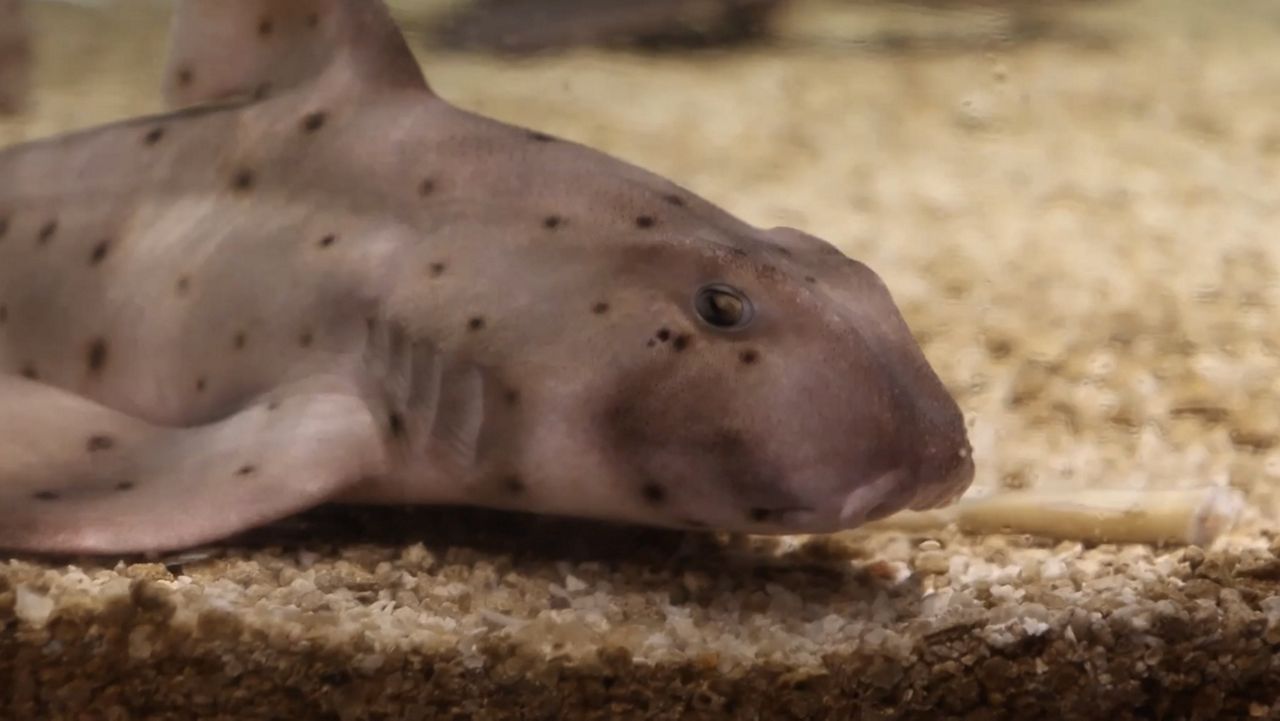 Syracuse Inner Harbor Aquarium underway