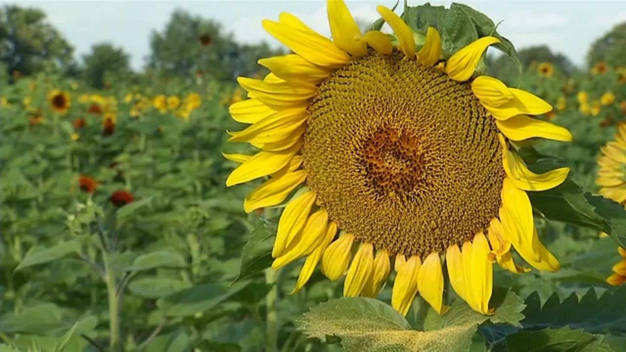 Why did my sunflowers die?