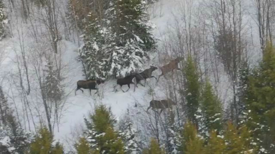 Moose in the wild