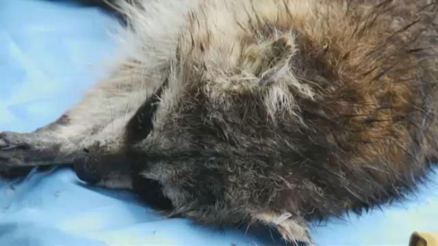 image of dead racoon