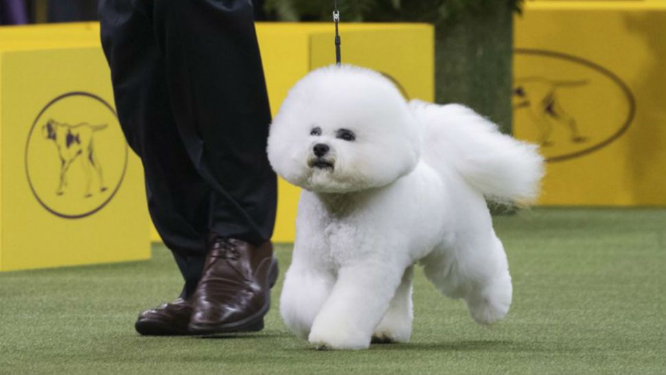 Bill McFadden shows FLynn, a bichon firse, in the ring during the non-sporting group during the 142nd Westminster Kennel Club Dog Show. (AP Photo/Mary Altaffer)