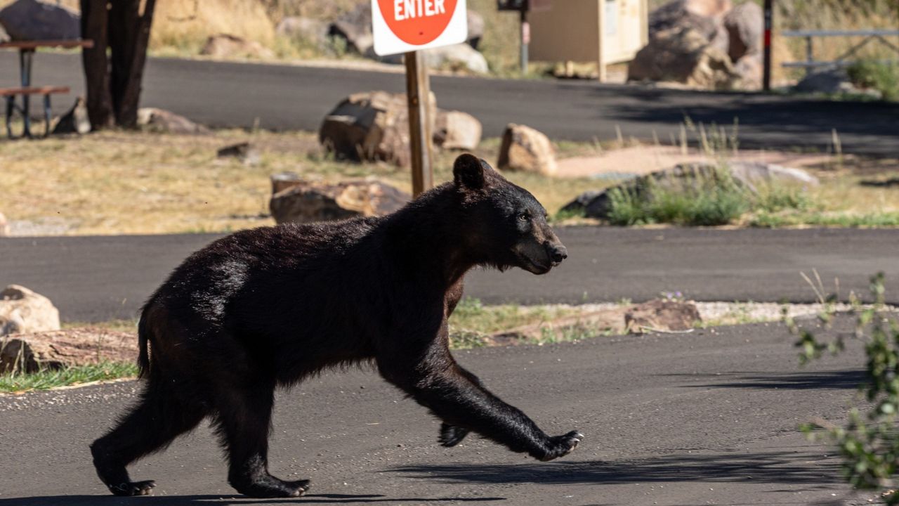 Black deals bear campground