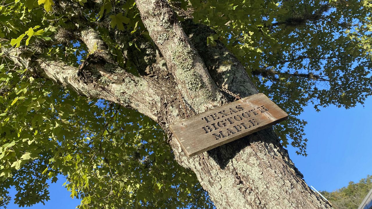 A sign reading "Texas Bigtooth Maple" hangs on one of the trees. (Spectrum News 1)