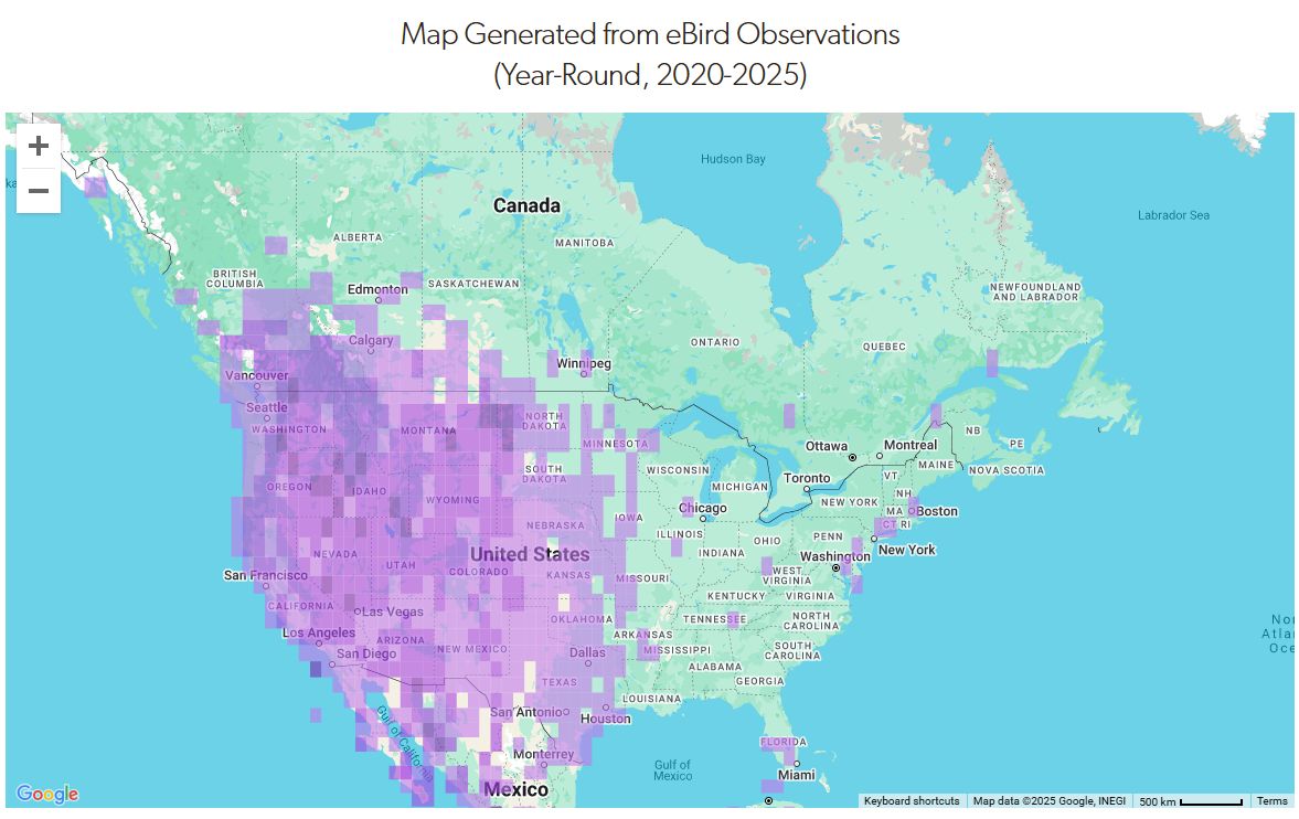 Screenshot of lazuli bunting sightings across the U.S. (AllAboutBirds.Org)