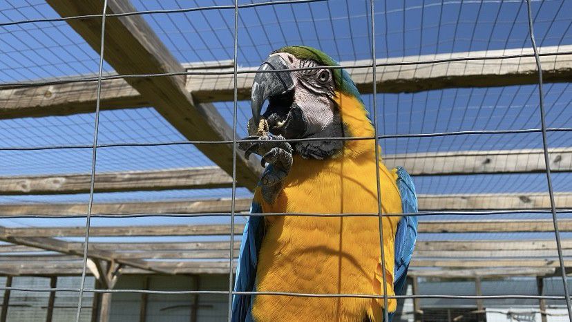 This parrot loves to eat peanuts. (Spectrum News 1/Natalie Mooney)