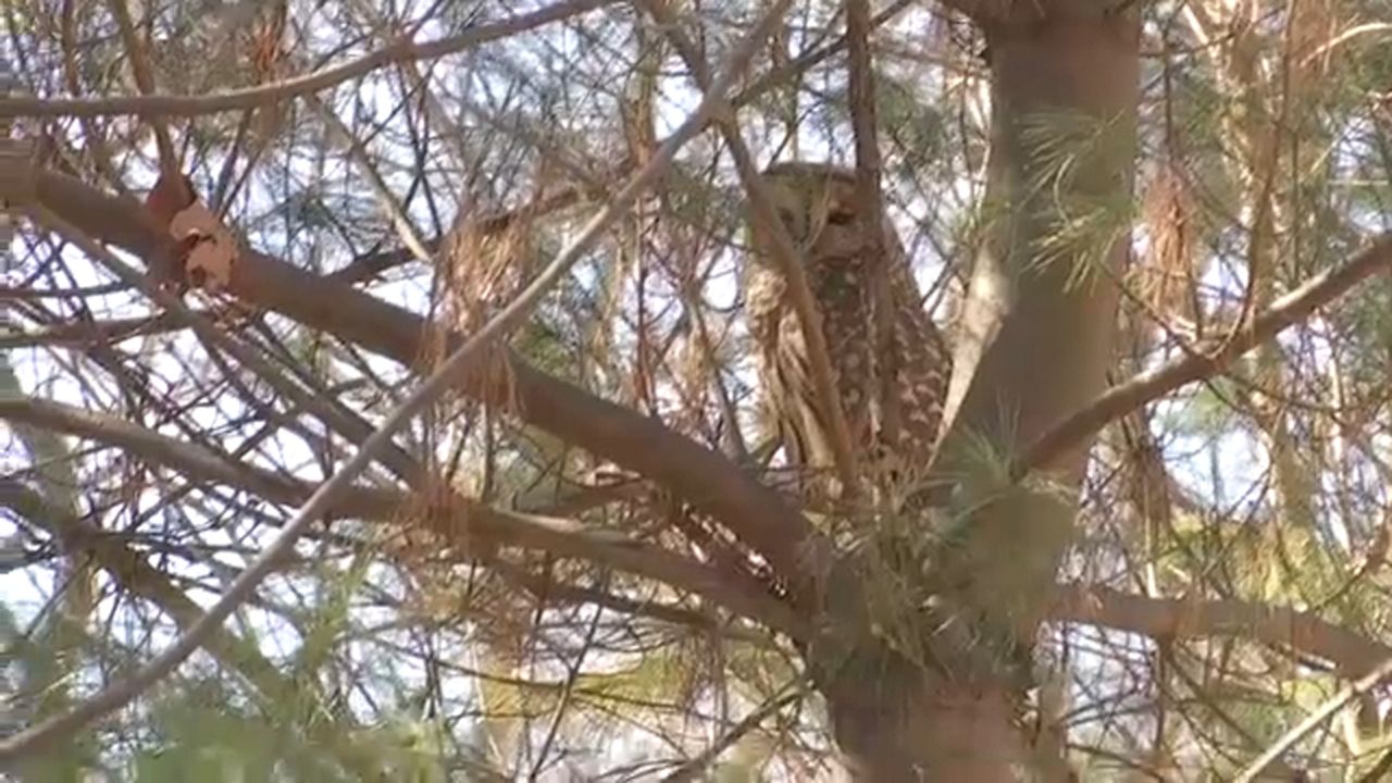 Wave Hill Public Gardens Adds To Great Backyard Bird Count