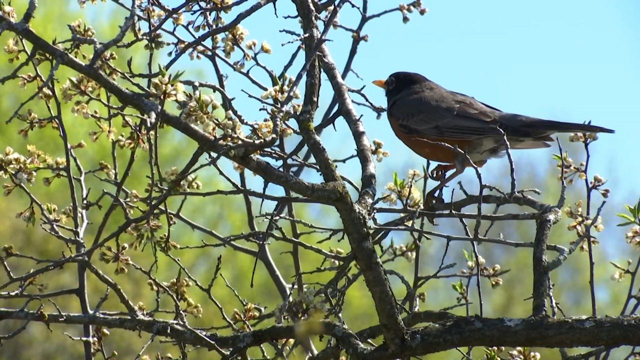 American robin  Smithsonian's National Zoo and Conservation