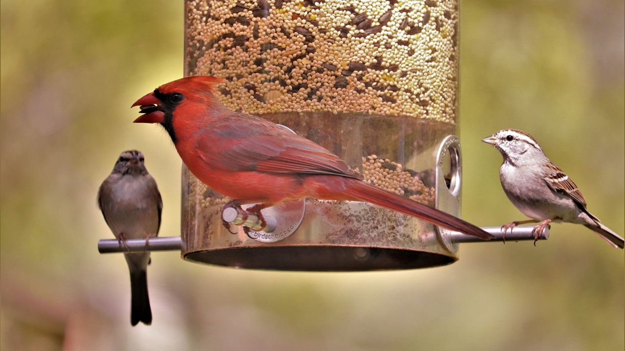 From high heat to bitter cold, birds can handle it all