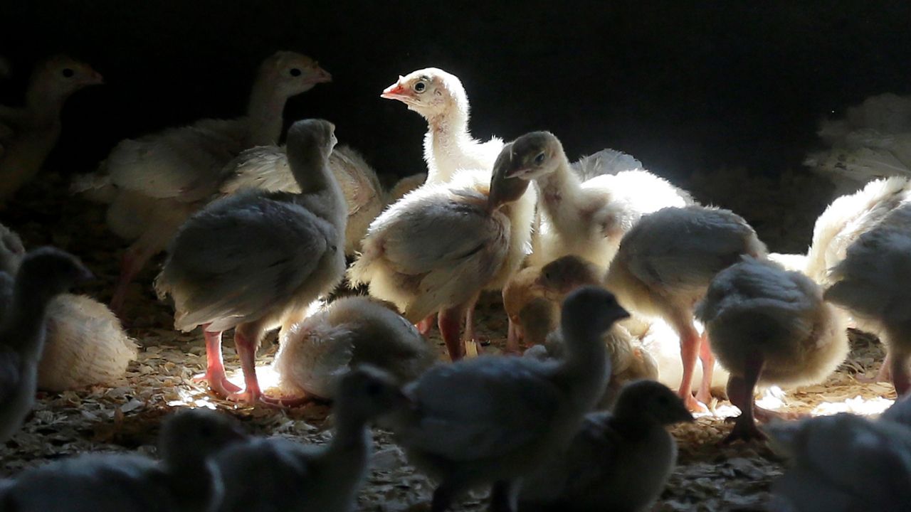 Turkeys stand in a barn on a turkey farm near Manson, Iowa, on Aug. 10, 2015. When cases of bird flu are found on poultry farms, officials act quickly to slaughter all the birds in that flock even when it numbers in the millions, but animal welfare groups say their methods are inhumane. (AP Photo/Charlie Neibergall, File)