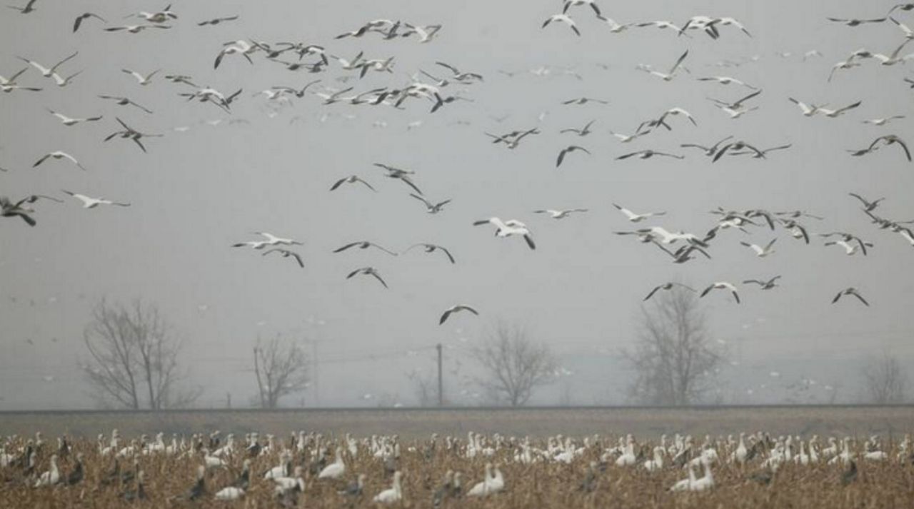 Reports of sick and dying ducks and geese are popping up across the state. According to Missouri Department of Conservation officials, testing is yet to confirm whether the cause of illness is bird flu. (Illinois Department of Natural Resources) 