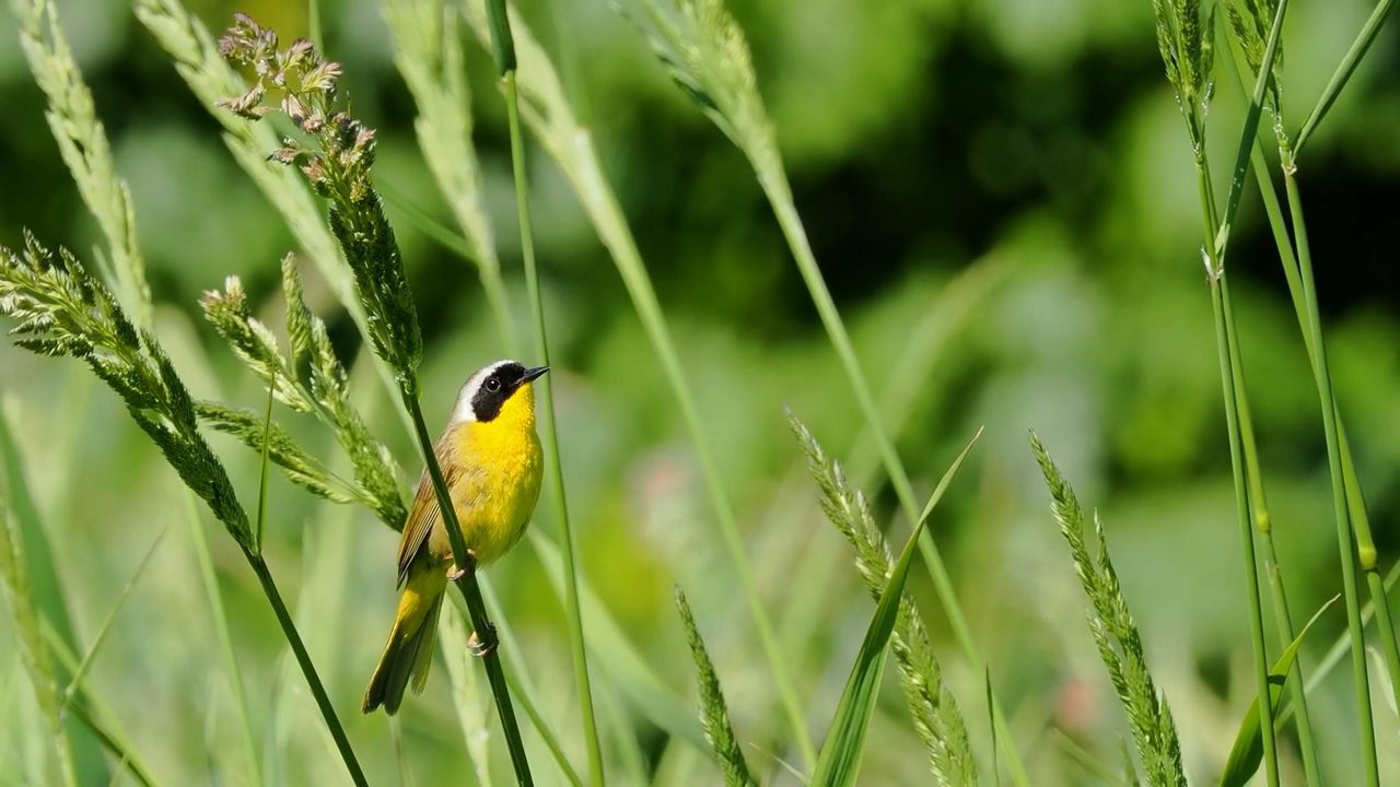 California is efforting to make a breeding bird atlas and needs the public's help