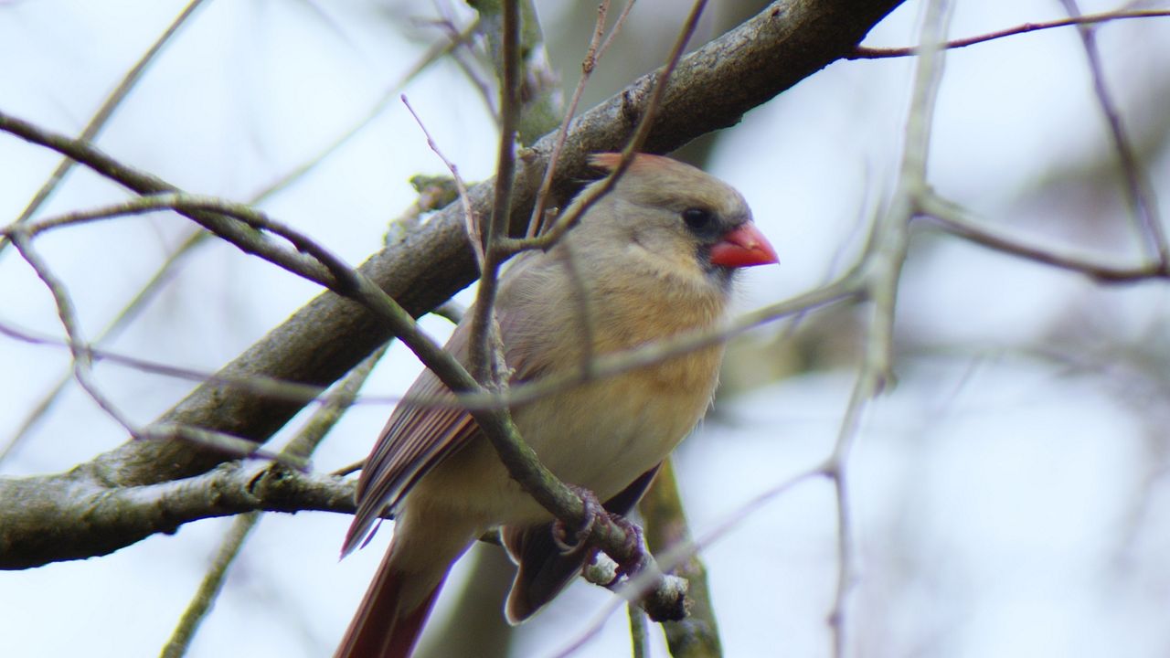 Exploring Ohio Bird watching