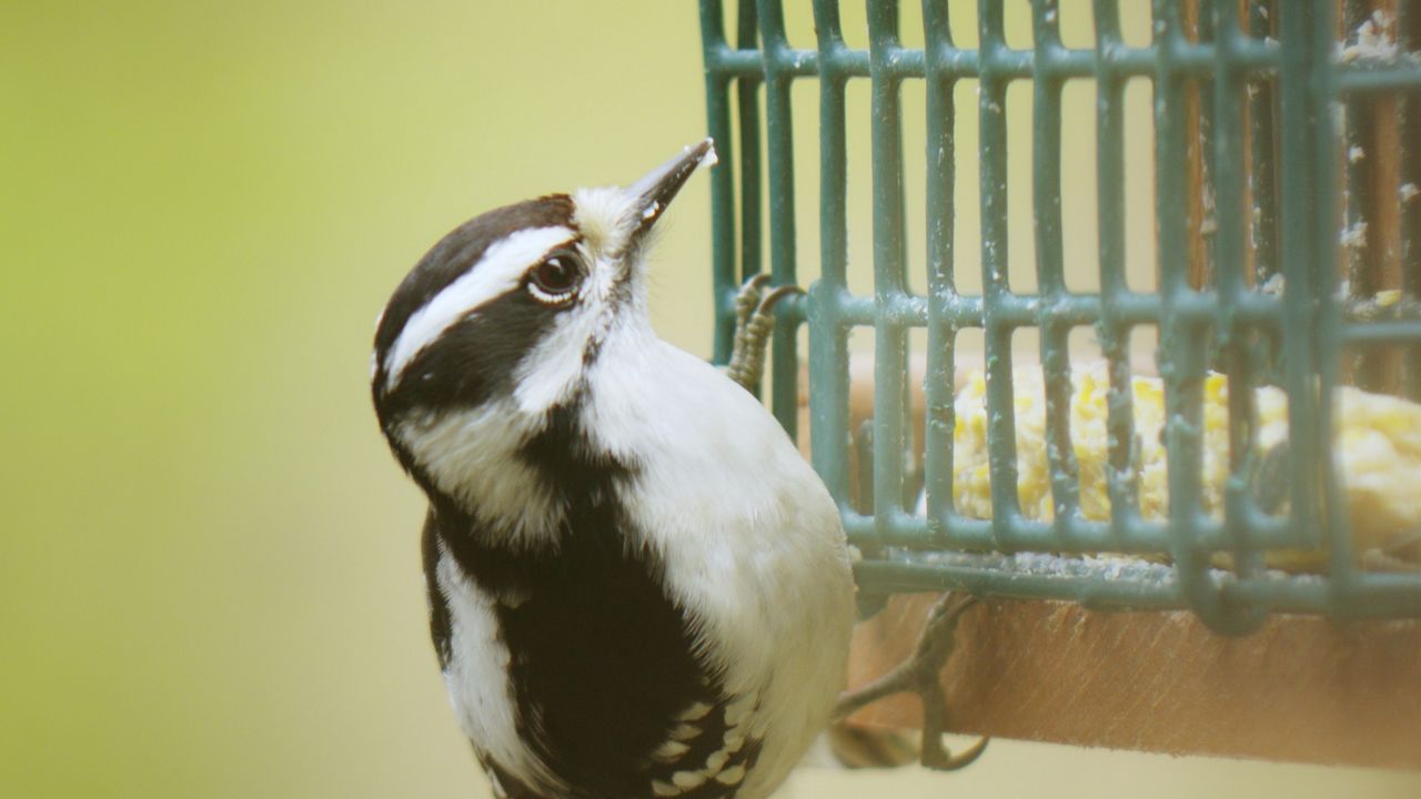 Exploring Ohio Bird watching