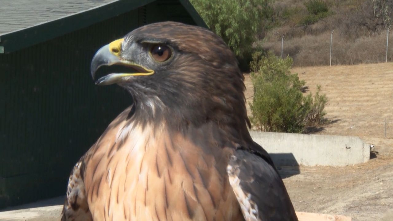 Nonprofit Helps Injured Birds Of Prey