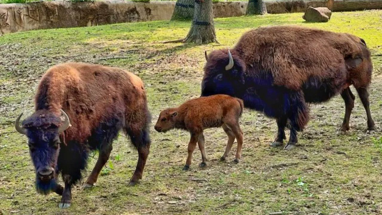 The new baby calf with other bison at the Cleveland Metroparks Zoo. (Photo courtesy of the Cleveland Metroparks Zoo Twitter page)