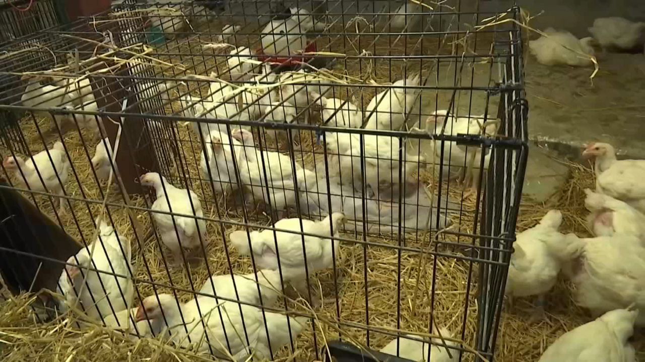 Dozens of Chickens Nursed Back to Health in NYC Basement