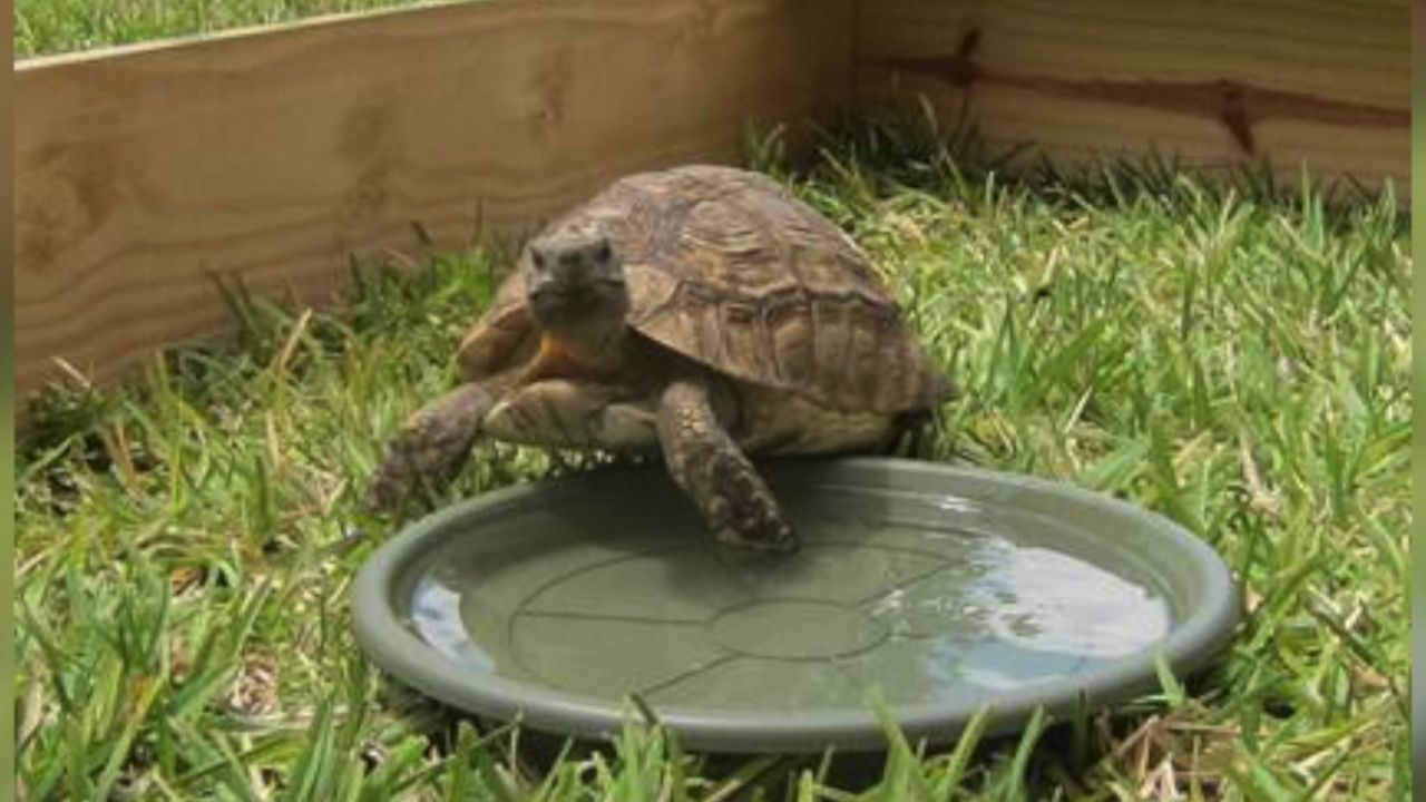 Tortoise