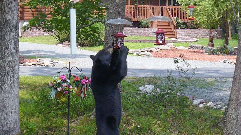 Buncombe County bear-feeding rule May bring criminal penalties