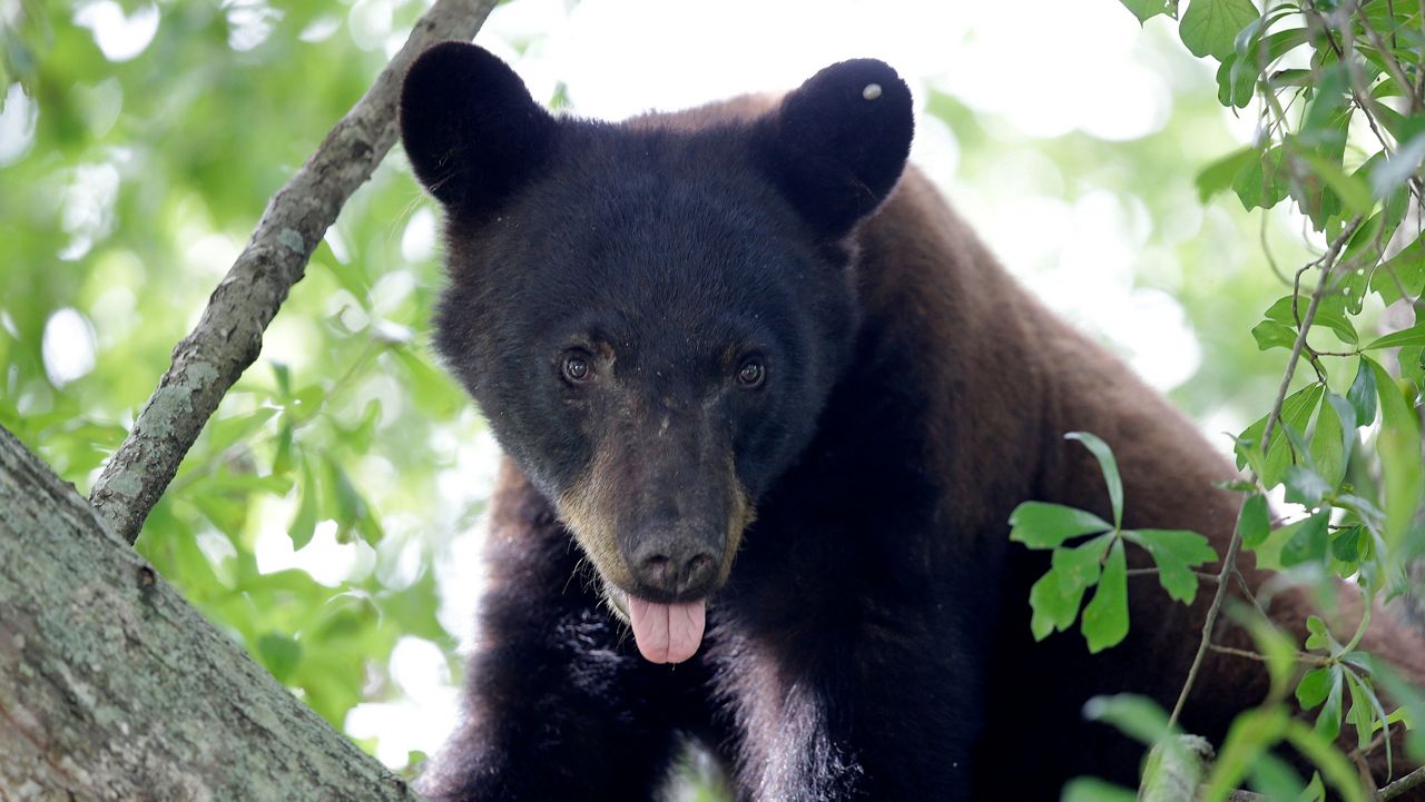 In this May 17, 2015, file photo, a Louisiana black bear, sub-species of the black bear that was protected under the Endangered Species Act, is seen in a water oak tree in Marksville, La. (AP Photo/Gerald Herbert, File)