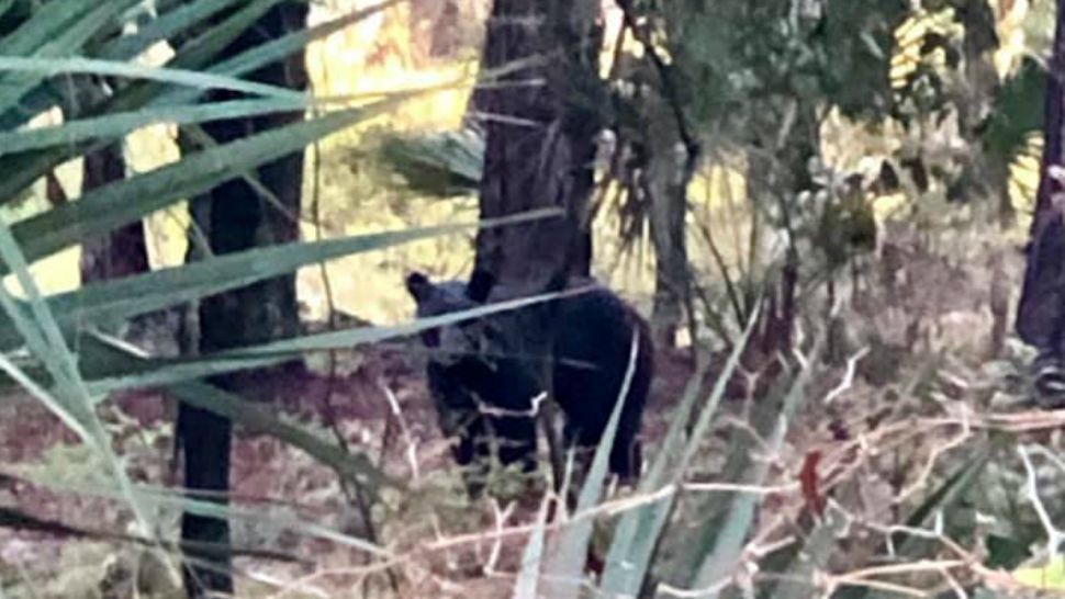 Sighting of the bear seen near Drane Field Rd. (Courtesy of Rosemary via PCSO Facebook) 