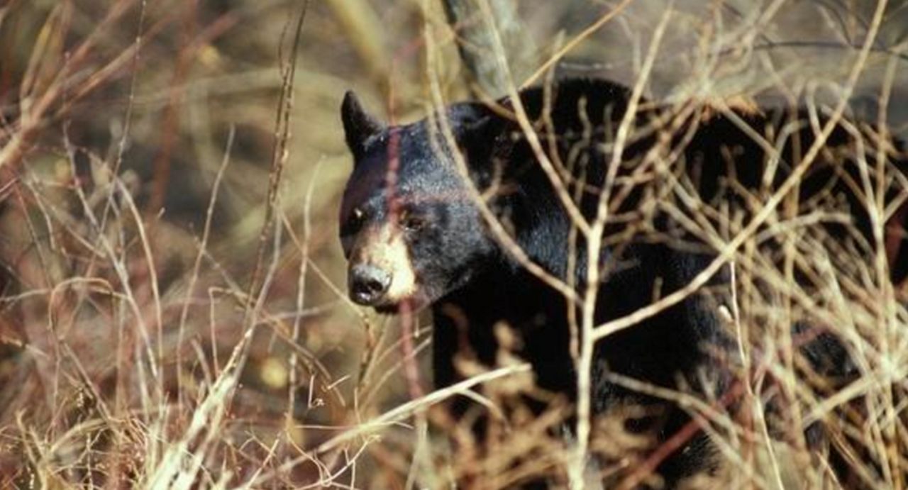 Black bear (Courtesy: Missouri Department of Conservation)
