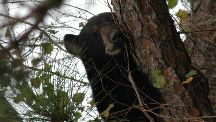 Court date for lawsuit challenging Florida’s bear hunt set for Monday