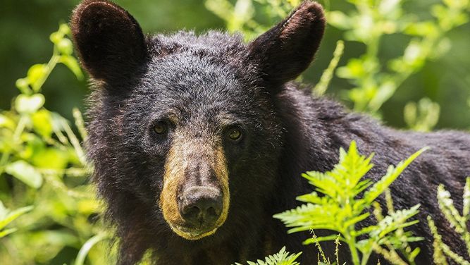 file image of a black bear